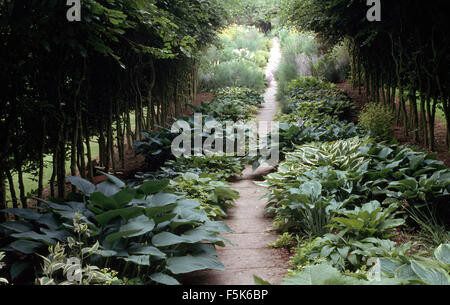 De plus en plus des Hostas chaque côté du chemin pavé étroit dans une petite rue du pleached arbres dans un grand pays jardin en été Banque D'Images