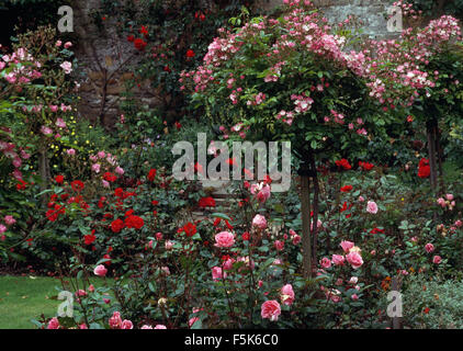 Standard rose et rouge et rose les rosiers arbustes dans de grands pays clos jardin en été Banque D'Images