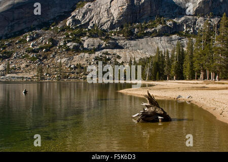 Le Yosemite, California, USA. 10 Oct, 2009. Le long du lac Tenaya Tioga Road vers.Tuolumne Yosemite National Park, l'un des premiers parcs sauvages aux États-Unis, est connu pour ses cascades, mais à l'intérieur de ses près de 1 200 milles carrés, vous pouvez trouver de vallées profondes, grand meadows, anciens séquoias géants, une vaste région sauvage. Une grande vallée un culte à la prévoyance, la force du granit, la puissance des glaciers, la persistance de la vie, et la tranquillité de la Haute Sierra. (Crédit Image : © Ruaridh Stewart/ZUMApress.com) Banque D'Images