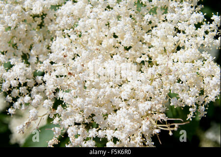 Macro fleurs de Sambucus nigra arbuste à fleurs, plantes médicinales dans la famille Adoxaceae, arbre à feuilles caduques appelé elder, le sureau Banque D'Images