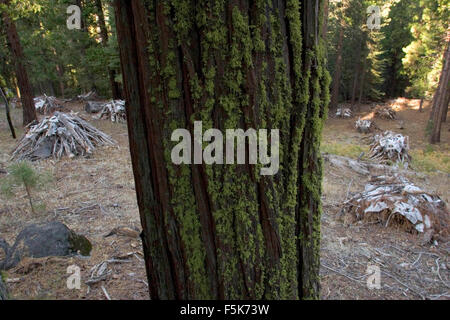 Nov 27, 2005 ; Yosemite, CA, USA ; "prescrit" ou "brûlage dirigé" est une partie de la gestion des forêts. Le feu est un élément naturel de l'écologie forestière et contrôlé le feu est un outil utile pour les forestiers. Combustion contrôlée stimule la germination de certains arbres forestiers hautement souhaitable, renouvelant ainsi la forêt. Certaines graines, tels que sequoia, restent en dormance jusqu'à ce que l'incendie se décompose l'enrobage des semences. Une autre considération est en fait la lutte contre les incendies. En Floride, au cours de la sécheresse en 1998, incendies catastrophiques ont brûlé un certain nombre de foyers. Mais les gestionnaires forestiers remarque que le vrai problème était que les bur Banque D'Images