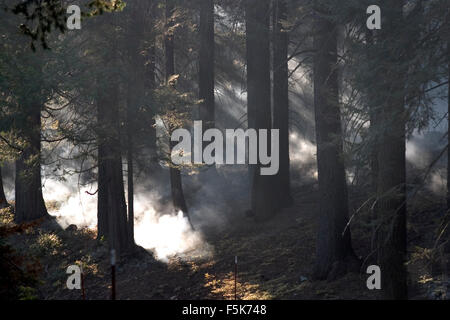 Nov 27, 2005 ; Yosemite, CA, USA ; "prescrit" ou "brûlage dirigé" est une partie de la gestion des forêts. Le feu est un élément naturel de l'écologie forestière et contrôlé le feu est un outil utile pour les forestiers. Combustion contrôlée stimule la germination de certains arbres forestiers hautement souhaitable, renouvelant ainsi la forêt. Certaines graines, tels que sequoia, restent en dormance jusqu'à ce que l'incendie se décompose l'enrobage des semences. Une autre considération est en fait la lutte contre les incendies. En Floride, au cours de la sécheresse en 1998, incendies catastrophiques ont brûlé un certain nombre de foyers. Mais les gestionnaires forestiers remarque que le vrai problème était que les bur Banque D'Images