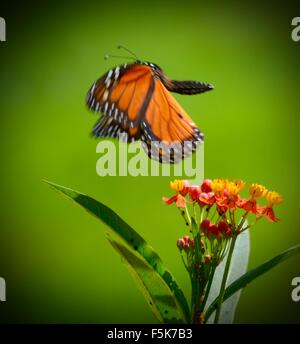 Papillon monarque en vol Banque D'Images