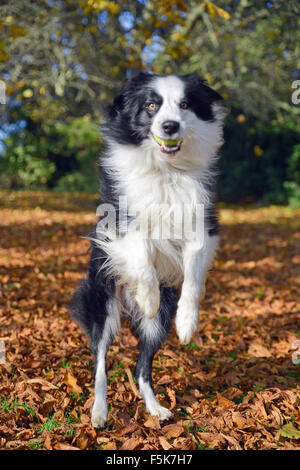 Border Collie attraper la balle dans le parc en automne automne Royaume-Uni Banque D'Images