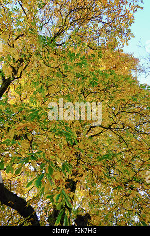 Feuilles d'automne sur tree Royaume-Uni Banque D'Images