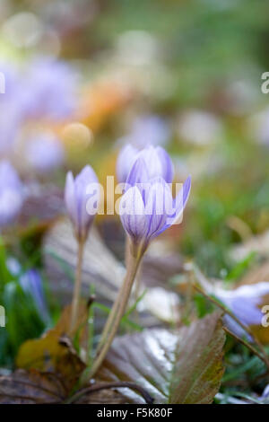 Crocus speciosus. Crocus en fleurs d'automne. Banque D'Images