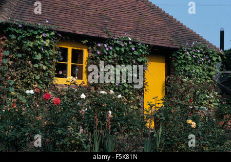 Purple Morning Glory sur cottage avec porte et fenêtre jaune Banque D'Images