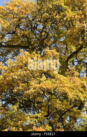 Quercus robur. Arbre de chêne anglais en automne. Banque D'Images