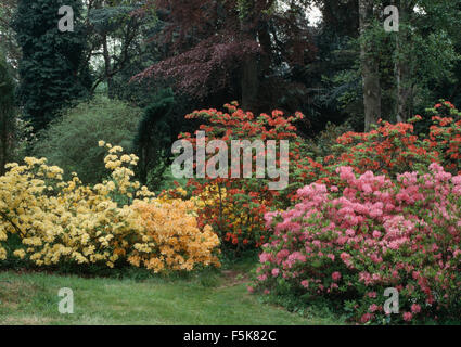 Rose et jaune pâle, rhododendrons et azalées en frontière en grand pays jardin au printemps Banque D'Images