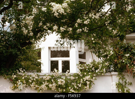 Close-up of Rosa Rambling Rector sur mur jardin peint en blanc Banque D'Images