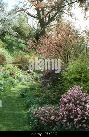 Azalée rose et prunus dans l'herbe à côté de la frontière en chemin grand pays jardin au printemps Banque D'Images