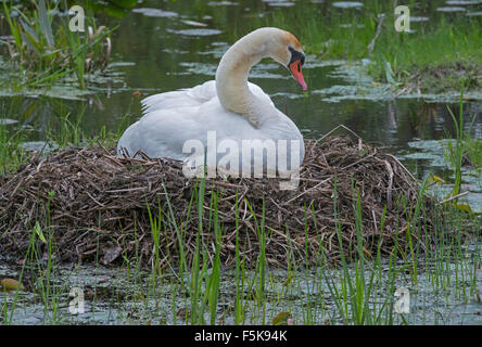 Mute Swan, femme (Cygnus olor) assise sur nid, Spring, E. Amérique du Nord, par Skip Moody/Dembinsky photo Assoc Banque D'Images