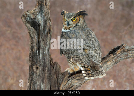 Grand hibou corné Bubo virginianus perché sur une souche de l'est de l'Amérique du Nord, par Skip Moody/Dembinsky photo Assoc Banque D'Images