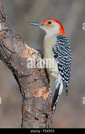 À ventre roux (Melanerpes carolinus mâles, est des Etats-Unis) Banque D'Images