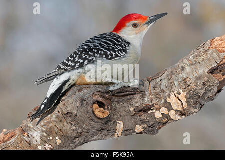 À ventre roux (Melanerpes carolinus mâles, est des Etats-Unis) Banque D'Images