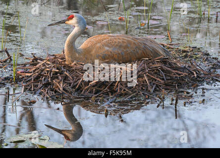 Grue de sable Grus canadensis sur le nid, printemps, est des États-Unis, par Skip Moody/Dembinsky photo Assoc Banque D'Images