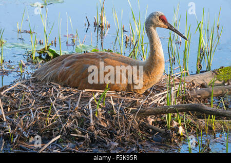 Grue de sable Grus canadensis sur le nid, printemps, est des États-Unis, par Skip Moody/Dembinsky photo Assoc Banque D'Images