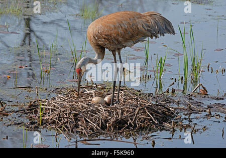 Grue de sable Grus canadensis Turning ufs on Nest, Spring, Eastern USA, par Skip Moody/Dembinsky photo Assoc Banque D'Images