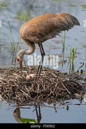 Grue de sable Grus canadensis Turning ufs on Nest, Spring, Eastern USA, par Skip Moody/Dembinsky photo Assoc Banque D'Images