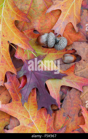 Les feuilles d'automne et de glands de chêne, pin,( Quercus palustris) est de l'Amérique du Nord Banque D'Images