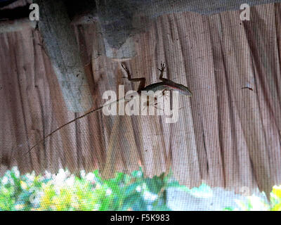 Tikal, Guatemala. 18 avr, 2012. Un lézard au Tikal Inn jungle lodge. © Julie Rogers/ZUMAPRESS.com/Alamy Live News Banque D'Images