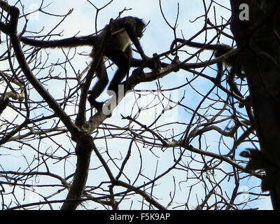 Tikal, Guatemala. 18 avr, 2012. Un singe dans les arbres près de la les ruines de Tikal. © Julie Rogers/ZUMAPRESS.com/Alamy Live News Banque D'Images