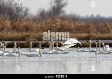 Un cygne en vol au dessus d'une volée d'oiseaux de natation à mesure qu'il arrive pour un atterrissage. Banque D'Images