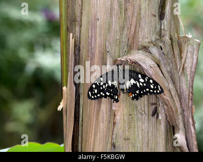 Papilio demoleus est une espèce commune et répandue swallowtail butterfly. Le papillon est également connu sous le nom de chaux commune papillon, lim Banque D'Images