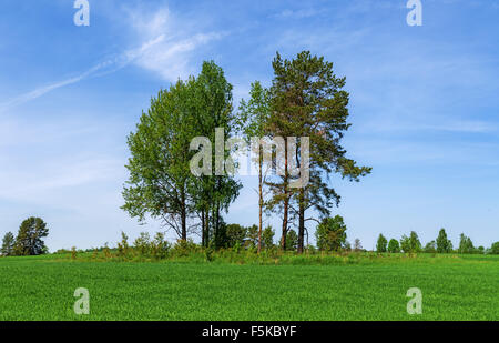 Pines sur domaine agricole. Banque D'Images