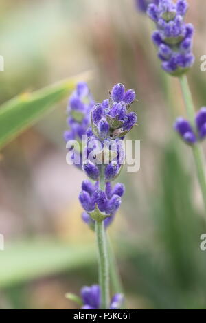 Lavandula angustifolia 'Munstead' contre un arrière-plan vert Banque D'Images