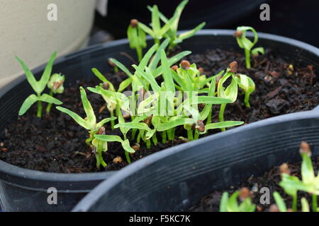 L'Ipomoea aquatica ou Kangkong semis dans un pot Banque D'Images