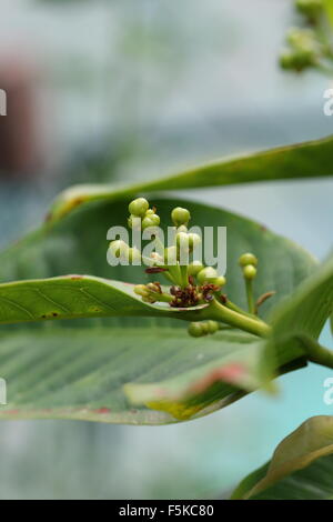 Bourgeons à fruits de Syzygium samarangense ou connu sous le nom de Wax jambu Banque D'Images