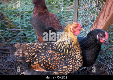 La ponte des poules bio Banque D'Images