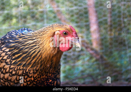 La ponte des poules bio Banque D'Images