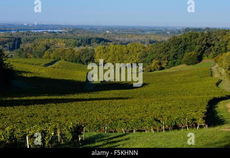 Vignobles - paysage abstrait en vignoble de Bordeaux Banque D'Images