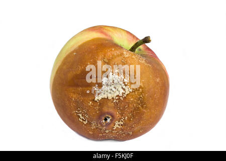 Pomme pourrie Banque D'Images