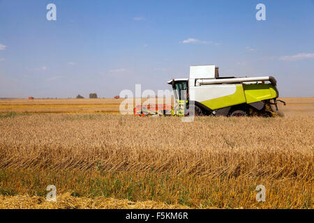 Terrain agricole céréales. Banque D'Images