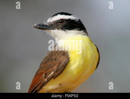 South American tyran Quiquivi (Pitangus sulfuratus) posant sur un gestionnaire d'oiseaux au cours de la main au spectacle d'oiseaux du Zoo de Rotterdam Blijdorp Banque D'Images