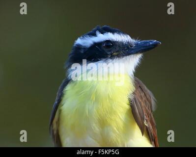 South American tyran Quiquivi (Pitangus sulfuratus) en gros plan de profil Banque D'Images