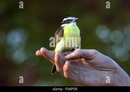 South American tyran Quiquivi (Pitangus sulfuratus) posant sur un gestionnaire d'oiseaux au cours de la main au spectacle d'oiseaux du Zoo de Rotterdam Blijdorp Banque D'Images