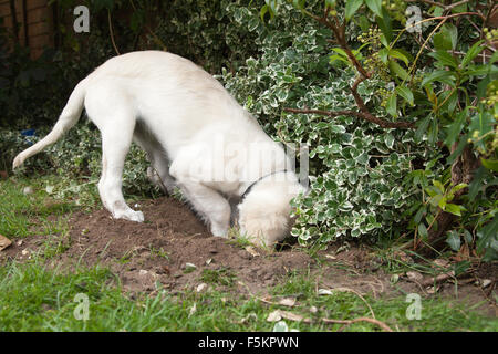 Chiot golden retriever creuser un trou dans le jardin, petit chiot jouant dans le jardin avec sa tête dans un trou Banque D'Images