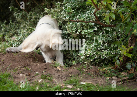 Chiot golden retriever creuser un trou dans le jardin, petit chiot jouant dans le jardin avec sa tête dans un trou Banque D'Images