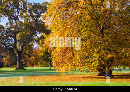 Le parc sur le Bowood Estate dans le Wiltshire en automne. Banque D'Images