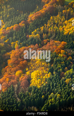 Witten avec forêt de feuillus et de feuilles d'automne, Banque D'Images