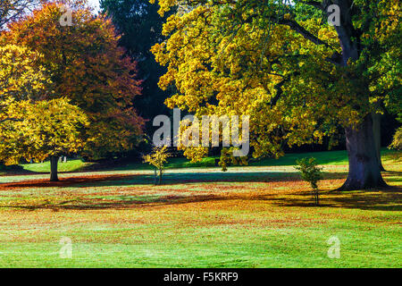 Le parc sur le Bowood Estate dans le Wiltshire en automne. Banque D'Images