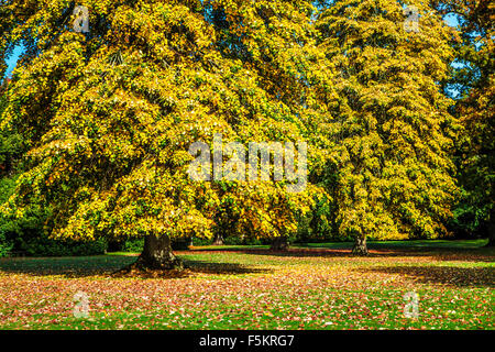 Grand arbre en automne dans le parc sur le Bowood Estate dans le Wiltshire. Banque D'Images