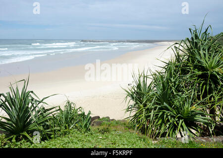 Arbres Pandanus près de la plage, Ballina, le nord de la Nouvelle-Galles du Sud, Australie Banque D'Images