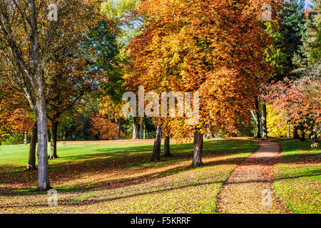 Le parc sur le Bowood Estate dans le Wiltshire en automne. Banque D'Images