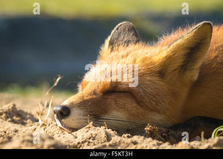 Les jeunes sauvages red fox (Vulpes vulpes) vixen dormir. La lumière du soleil et les couleurs de l'automne ou de l'automne sur l'arrière-plan. Banque D'Images