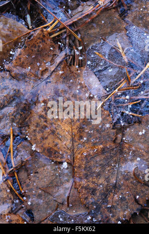 Les feuilles d'automne sous la mince croûte de glace. L'arrière-plan. Banque D'Images